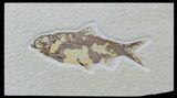 Bargain, Fossil Fish (Knightia) - Wyoming #88585-1